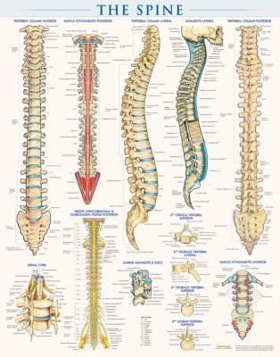 SPINE POSTER LAMINATED