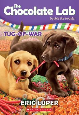 TUG-OF-WAR CHOCOLATE LAB 2